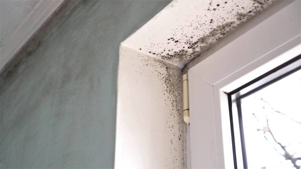 Best Residential Mold Removal  in Sedona, AZ