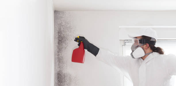 Professional Mold Removal in Sedona, AZ