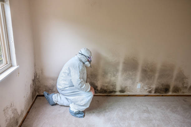 Mold Testing and Removal in Sedona, AZ